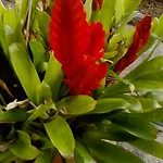 Calaca *