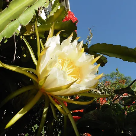 Calaca فيلة *