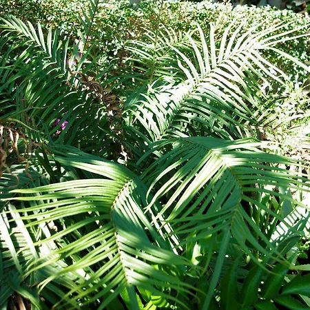 Calaca 빌라