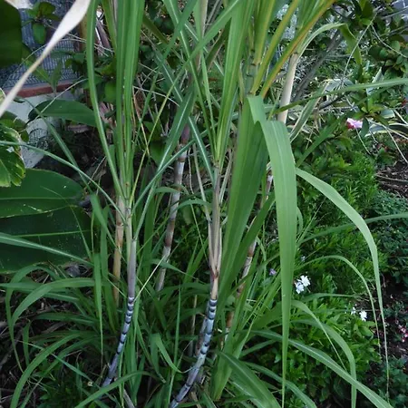 Calaca Villa Funchal (Madeira)