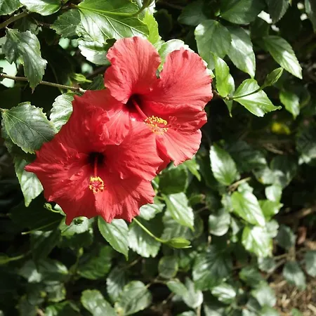 빌라 Calaca 푼샬