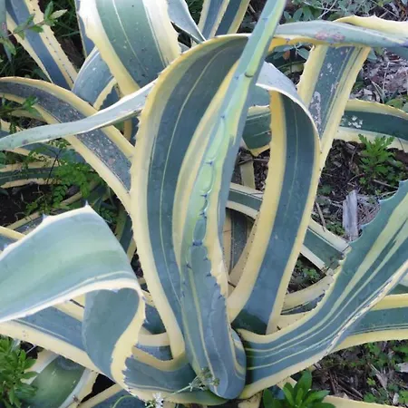 וילה Calaca פונשל