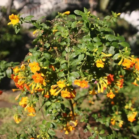 Calaca