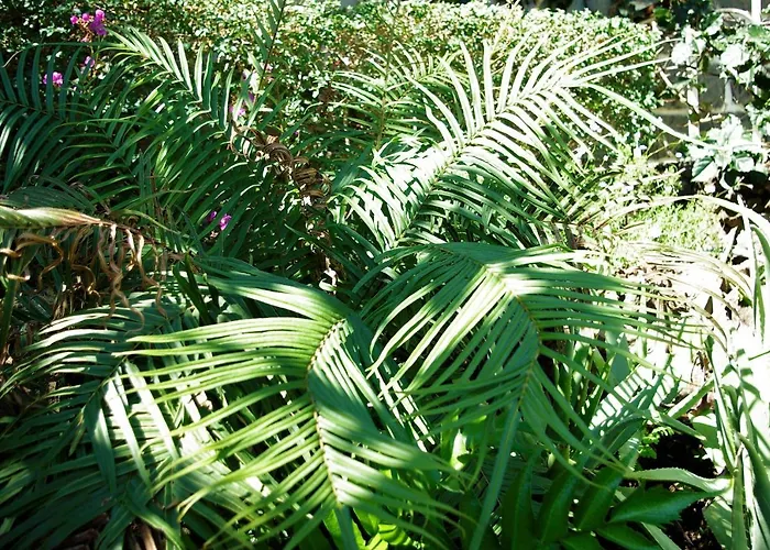 Calaca 别墅