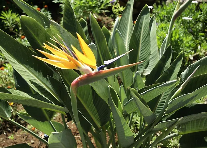 Calaca Villa Funchal (Madeira)