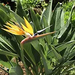 Calaça Villa Funchal (Madeira)