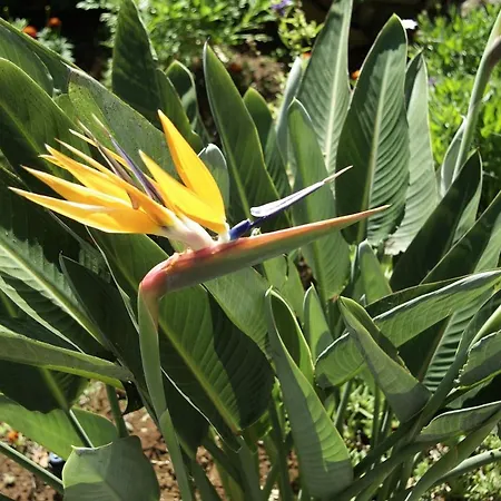 Calaca Villa Funchal (Madeira)