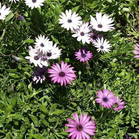 Calaca Βίλα Φουνκάλ