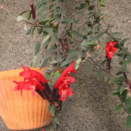 Calaca