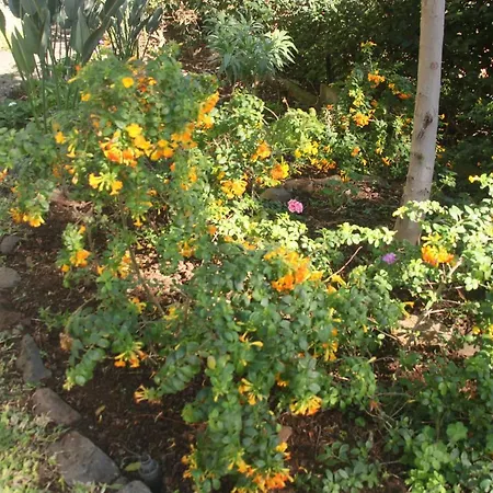 Calaca * Funchal (Madeira)