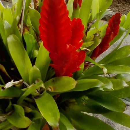 Calaca *