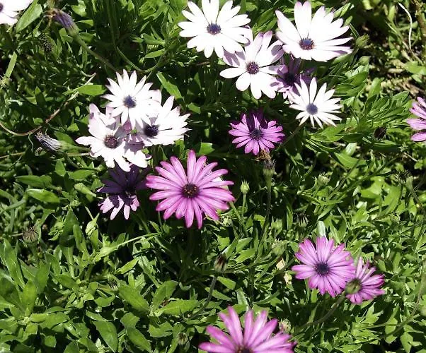 Calaca Willa Funchal (Madeira)