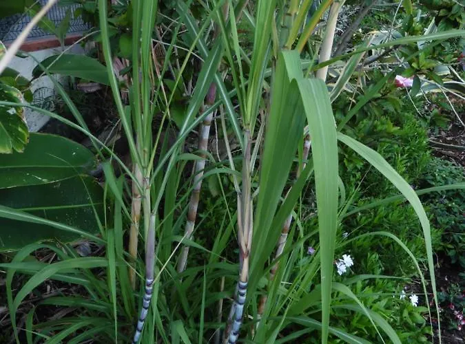 Calaca Willa Funchal (Madeira)