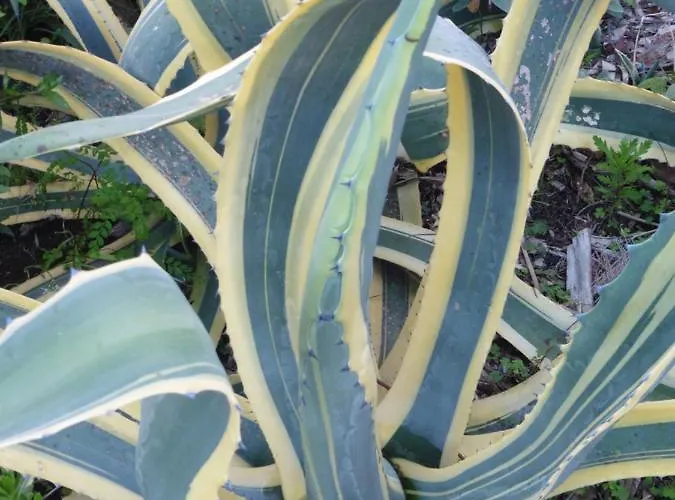 Villa Calaca Funchal (Madeira)