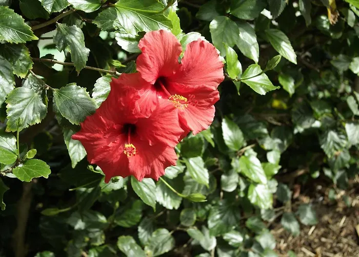 Villa Calaça Funchal (Madeira)