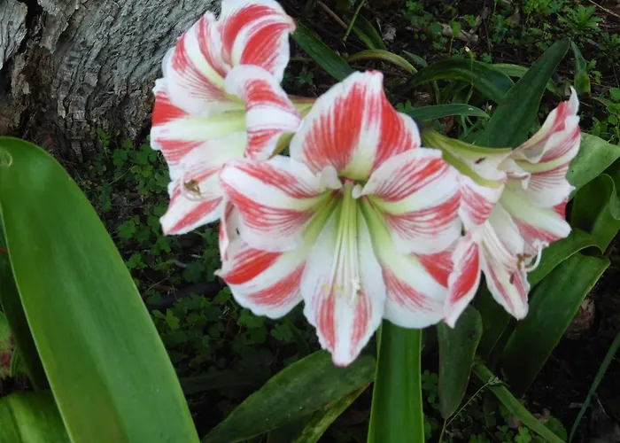 Calaça * Funchal (Madeira)